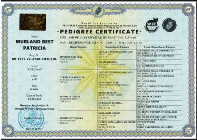 ขายแมว รูปที่ 5