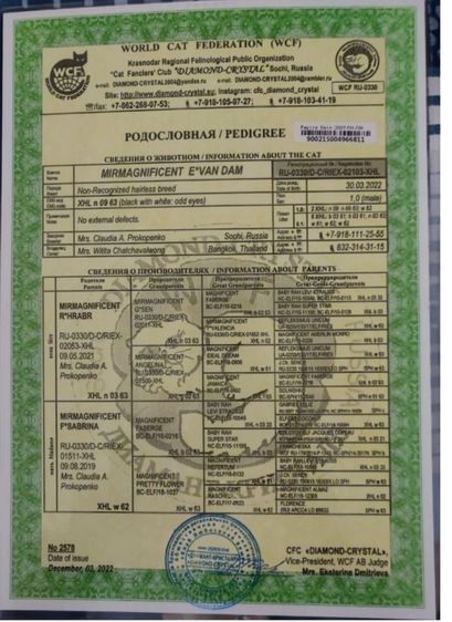 ขายแมว รูปที่ 3