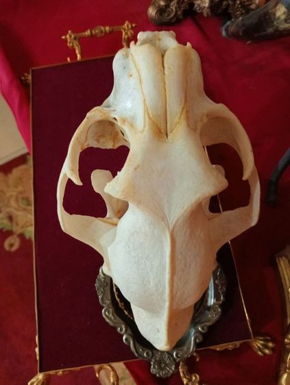 สิ่งมงคลเสริมอำนาจบารมีเป็นที่น่าเกรงขาม รูปที่ 5