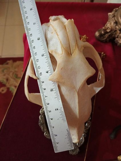 สิ่งมงคลเสริมอำนาจบารมีเป็นที่น่าเกรงขาม รูปที่ 7