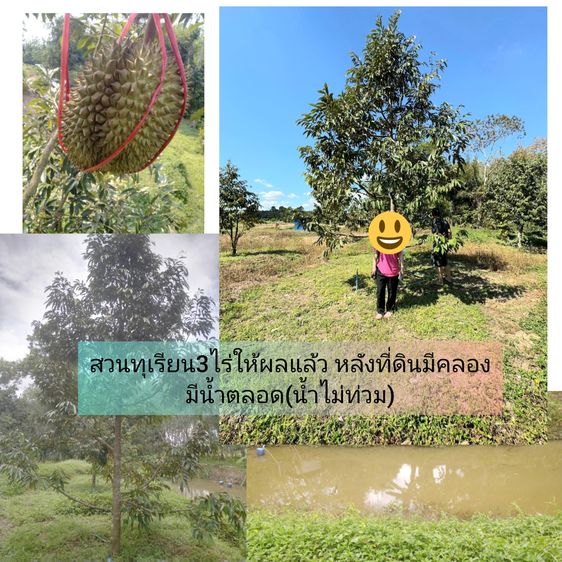 สวนทุเรียนหมอนทองต.พลงตาเอี่ยมอ.วังจันทร์จ.ระยอง3ไร่มีห้องเก็บของ1สระน้ำ1ท้ายที่มีคลองผ่าน