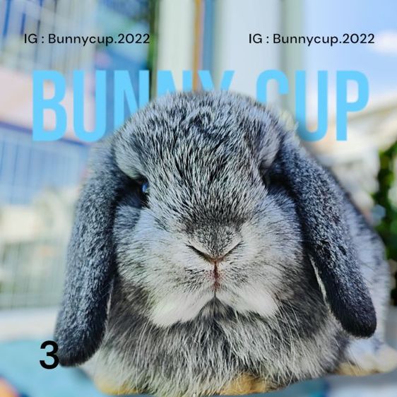 กระต่าย HL  รูปที่ 15