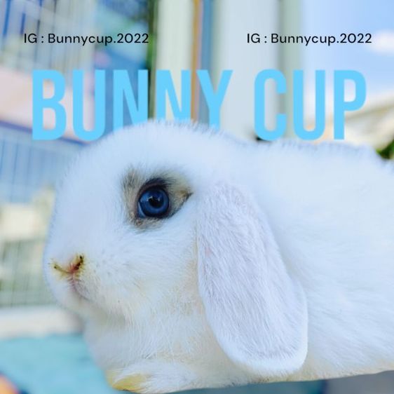 กระต่าย HL  รูปที่ 11