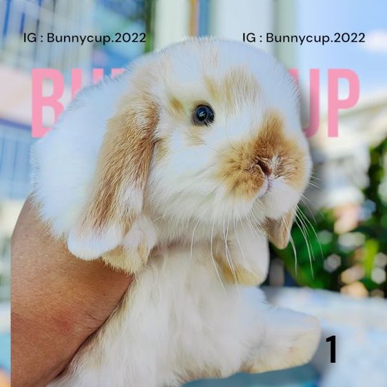 กระต่าย HL  รูปที่ 5