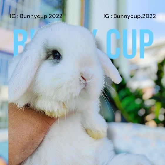 กระต่าย HL  รูปที่ 9