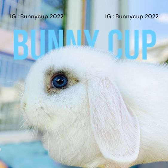 กระต่าย HL  รูปที่ 16