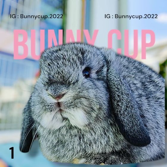 กระต่าย HL  รูปที่ 3