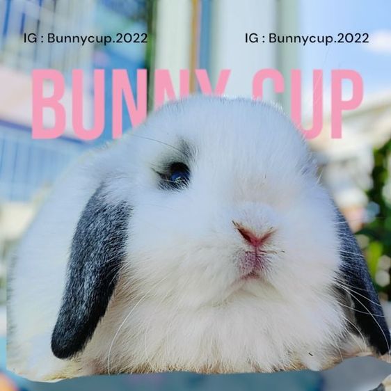 กระต่าย HL 