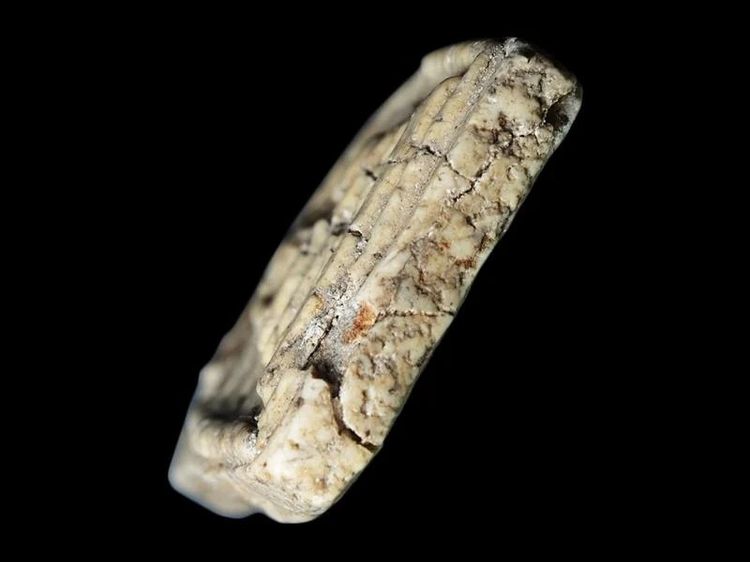 สมเด็จวัดระฆัง พิมพ์เกศบัวตูม ยุคต้น เนื้อเก่า สวยจัด รอยปริแยก หนึกนุ่มนวลตา แห้งเป็นธรรมชาติ สภาพไม่แตกหัก พระเนื้อเก่าแบบนี้หายาก ชอบเคาะ รูปที่ 5