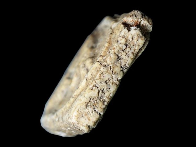 สมเด็จวัดระฆัง พิมพ์เกศบัวตูม ยุคต้น เนื้อเก่า สวยจัด รอยปริแยก หนึกนุ่มนวลตา แห้งเป็นธรรมชาติ สภาพไม่แตกหัก พระเนื้อเก่าแบบนี้หายาก ชอบเคาะ รูปที่ 6