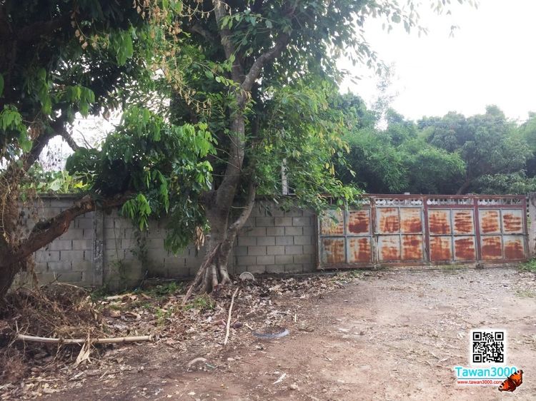 ขายที่ดิน 1ไร่ 25ตรว. พร้อมบ้านพัก น้ำ-ไฟพร้อม พร้อมโอน รูปที่ 3