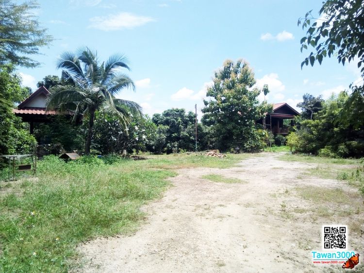 (ตรว.ละ 10,000) ที่ดิน 4 ไร่ 62 ตรว. ที่สวย มีบ้านพัก สวนลำไย หลังติดกุลพันวิล9 ใกล้กาดฝรั่ง รูปที่ 2