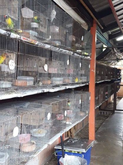 นกเลิฟเบิรด์ รูปที่ 5