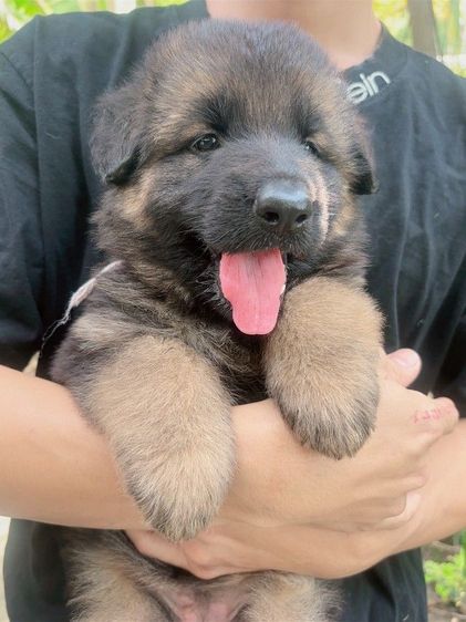 เยอรมันเชพเพิร์ด รูปที่ 4