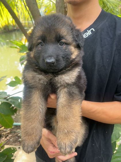 เยอรมันเชพเพิร์ด รูปที่ 6