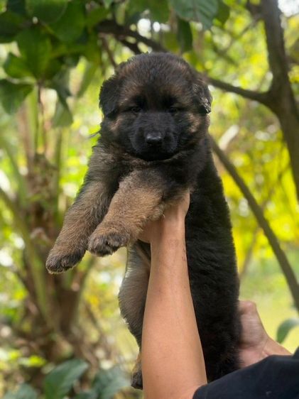 เยอรมันเชพเพิร์ด รูปที่ 5