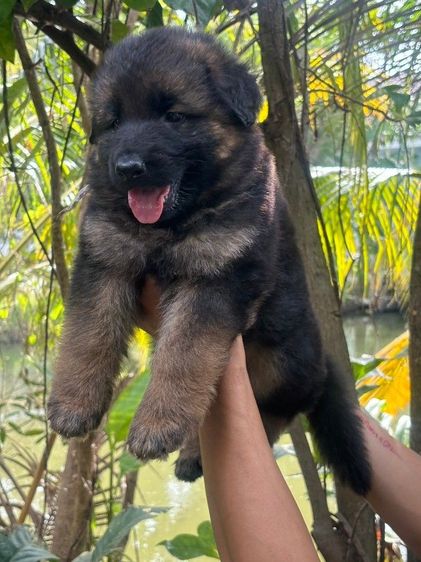 เยอรมันเชพเพิร์ด รูปที่ 3