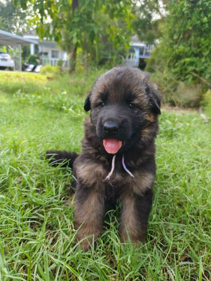 ลูกสุนัข รูปที่ 2