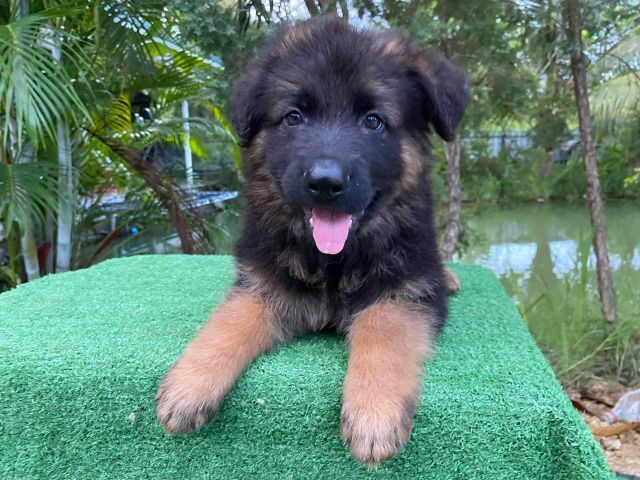 ลูกสุนัข รูปที่ 3