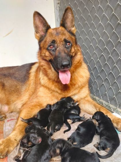 เยอรมันเชพเพิร์ด (German Shepherd) เล็ก ลูกสุนัข