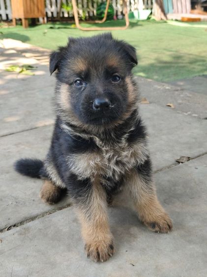 ลูกสุนัข รูปที่ 4