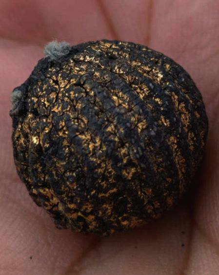 ลูกอมหลวงพ่อปลอด วัดในปากทะเล หูขาด ขนาดเกือบ 2 ซ.ม. รูปที่ 7