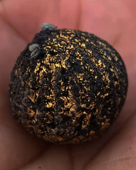 ลูกอมหลวงพ่อปลอด วัดในปากทะเล หูขาด ขนาดเกือบ 2 ซ.ม. รูปที่ 11