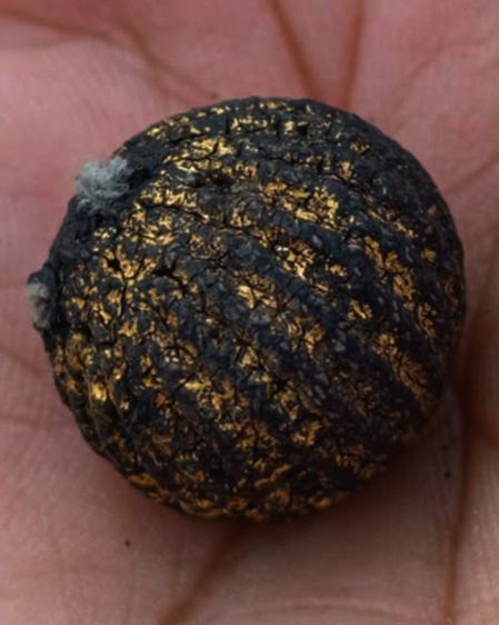 ลูกอมหลวงพ่อปลอด วัดในปากทะเล หูขาด ขนาดเกือบ 2 ซ.ม. รูปที่ 10