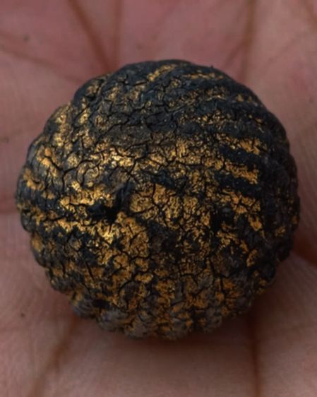 ลูกอมหลวงพ่อปลอด วัดในปากทะเล หูขาด ขนาดเกือบ 2 ซ.ม. รูปที่ 6