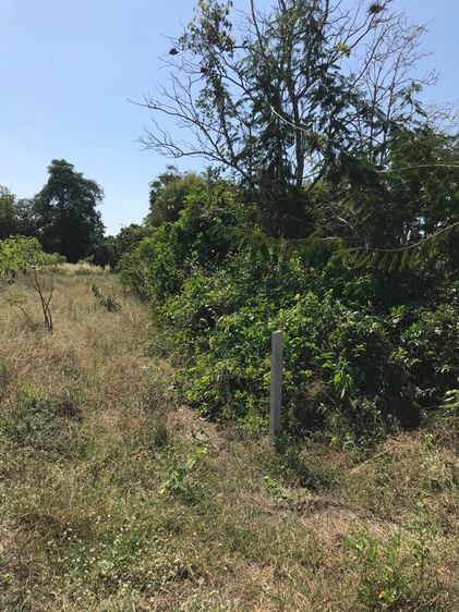 ขายที่ดิน 150 ตร.วา  อำเภอพนัสนิคม จังหวัดชลบุรี รูปที่ 4