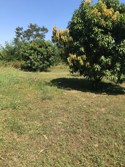 ขายที่ดิน 150 ตร.วา  อำเภอพนัสนิคม จังหวัดชลบุรี