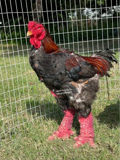 ไก่ตีนโตหรือไก่ดองเตา Dong Taoสายพันธุ์เวียดนามแท้