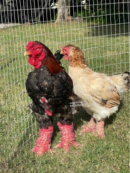 ไก่ตีนโตหรือไก่ดองเตาDong Taoสายพันธุ์เวียดนามแท้ 1คู่ อายุ1ปี