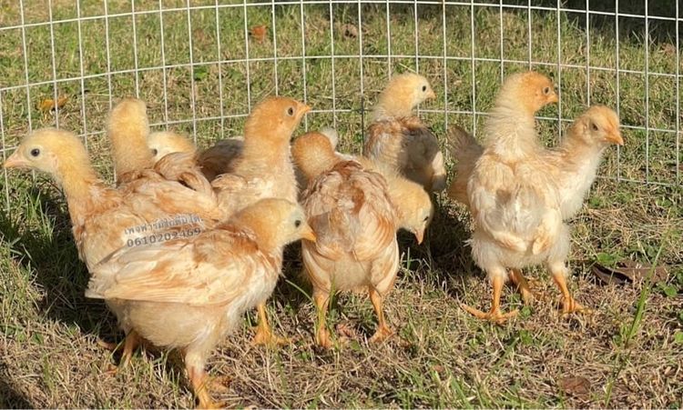 ลูกไก่ไข่ สายพันธุ์ไฮบริด Hybrid 