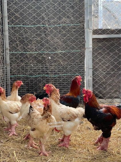 ไข่เชื้อไก่ตีนโต12ฟอง ไข่เชื้อไก่ดองเตาสายพันธุ์เวียดนามแท้ รูปที่ 2