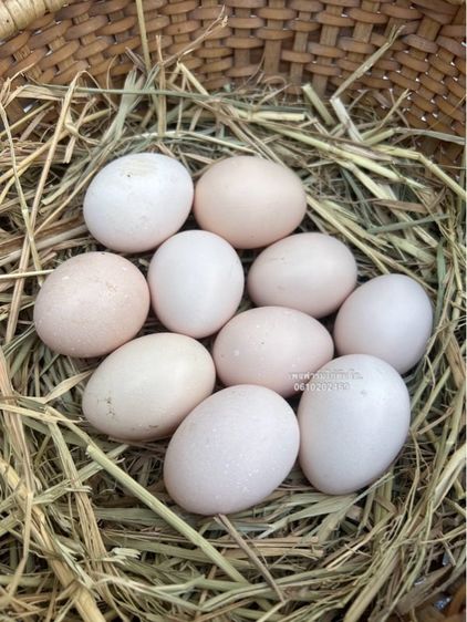 ไข่เชื้อไก่ตีนโต12ฟอง ไข่เชื้อไก่ดองเตาสายพันธุ์เวียดนามแท้