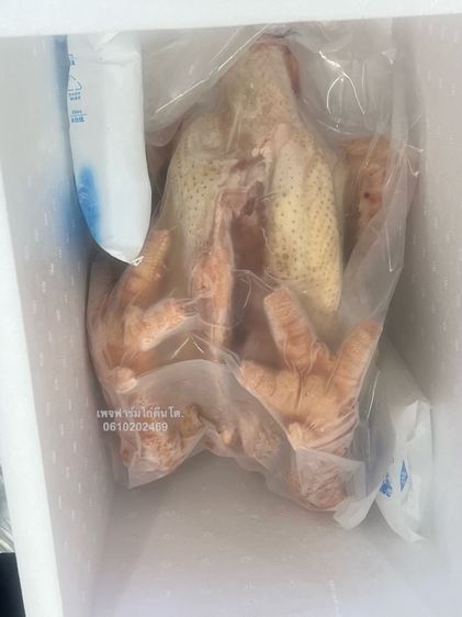 เนื้อไก่ตีนโตฟรีส เนื้อไก่ดองเตาDong Taoสายพันธุ์เวียดนามแท้
