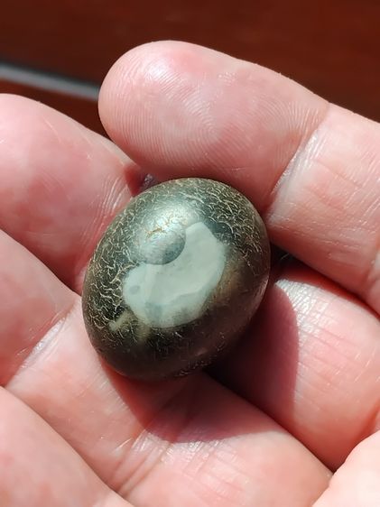 คต ทรงรี ขนาดกำลังสวย ผิวสีน้ำตาลเข้ม แต้มขาว ผิวมัน มีน้ำหนัก เนื้อแข็ง กลายเป็นหินชัดเจนมากๆ เก่า เนื้อแห้ง แข็ง เป็นธรรมชาติ คตนี้เป็นคตข