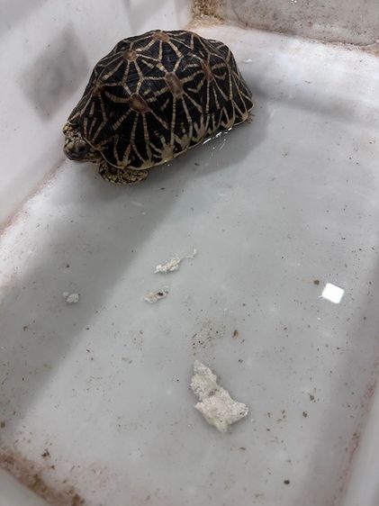 เต่าบกหาบ้านใหม่ รูปที่ 12