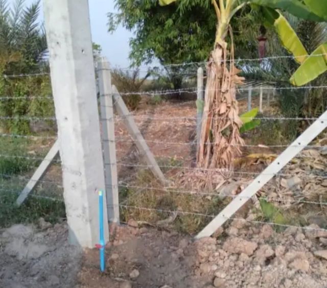 ที่ดิน 2 ไร่ มีอินทผลัม 24 ต้น รูปที่ 2