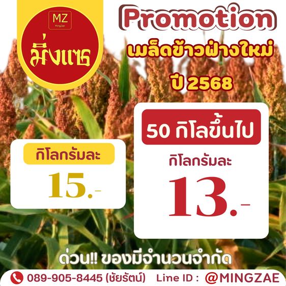 เมล็ดข้าวฟ่างแดง, เมล็ดข้าวฟ่างขาว สำหรับเพาะเชื้อเห็ด หรือเพาะปลูกและอาหารนก ประจำปี 2568