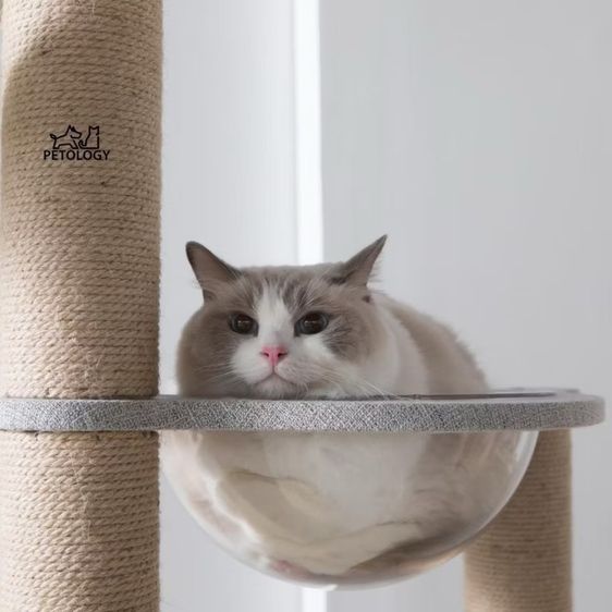 ส่งต่อ คอนโดแมว Petology รุ่น CD-06 คุณภาพสูง แข็งแรง ทนทาน ใช้งานได้นาน รูปที่ 8