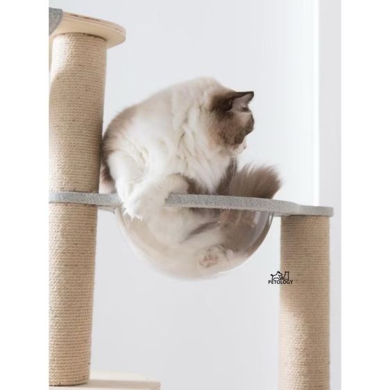 ส่งต่อ คอนโดแมว Petology รุ่น CD-06 คุณภาพสูง แข็งแรง ทนทาน ใช้งานได้นาน รูปที่ 7