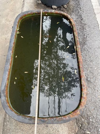 อ่างหลุยส์ เหล็กหล่อสะสม รูปที่ 13