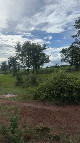 ขายที่ 120 ไร่อำเภอสีชมพูจังหวัดขอนแก่นราคาไร่ละไม่ถึงแสน