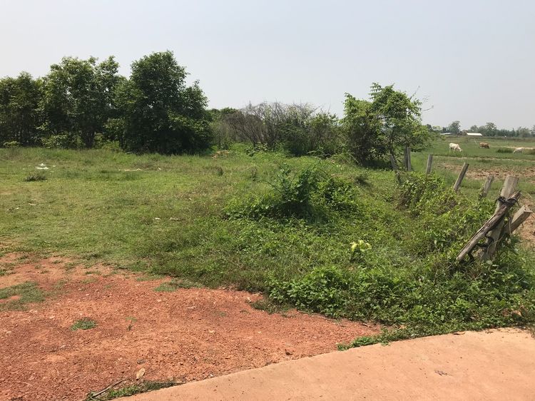 ขายที่ดิน บ้านทุ่งเศรษฐี อ.เมือง จ.น่าน เนื้อที่ 200 ตรว. รูปที่ 4