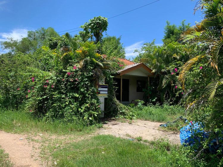 ใช่ 💖 บ้าน ฝาง ราคาพิเศษ! 💖 รูปที่ 3