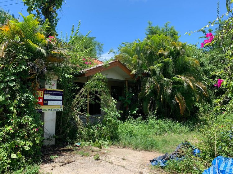 ใช่ 💖 บ้าน ฝาง ราคาพิเศษ! 💖 รูปที่ 2