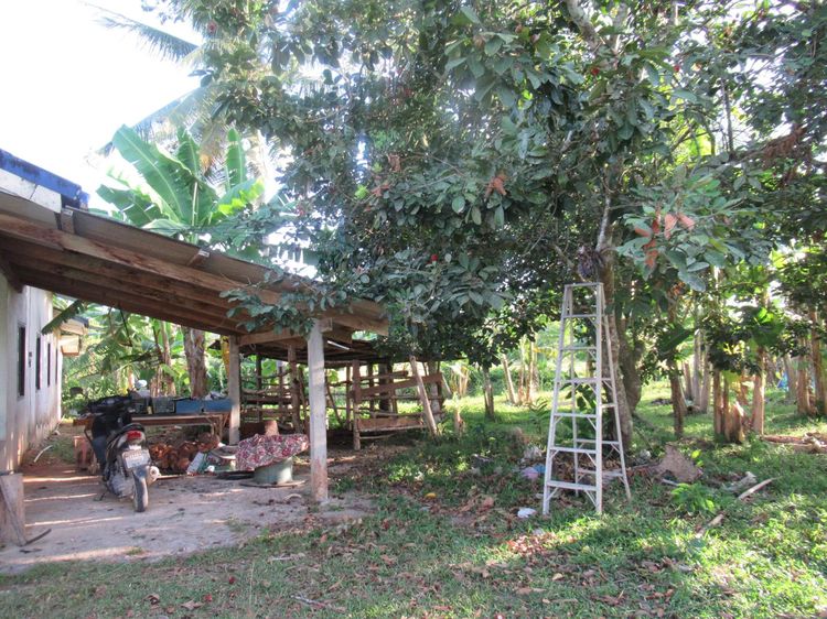 ใช่ 💖 บ้าน ตะโหมด ราคาพิเศษ! 💖 รูปที่ 3