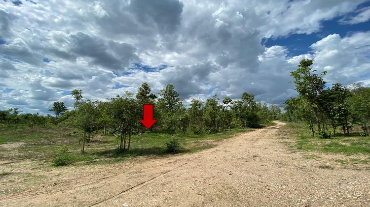 ใช่ 💖 ที่ดิน ป่าซาง ราคาพิเศษ! 💖 รูปที่ 4